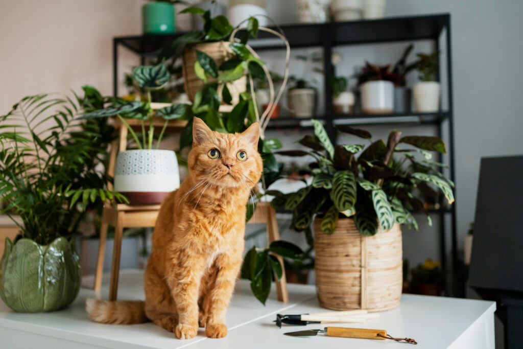 HERBAL UNTUK HEWAN KESAYANGAN