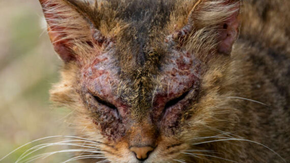 KENALI JENIS PARASIT DI KULIT HEWAN PELIHARAAN