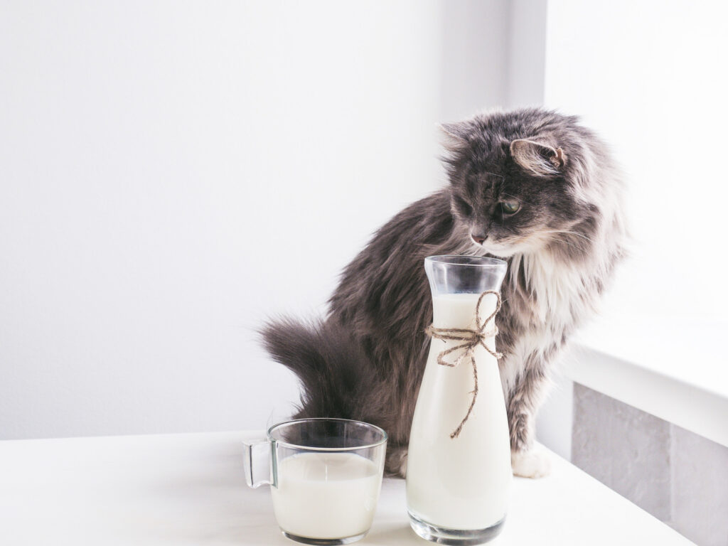 APAKAH KUCING BOLEH MINUM SUSU ?
