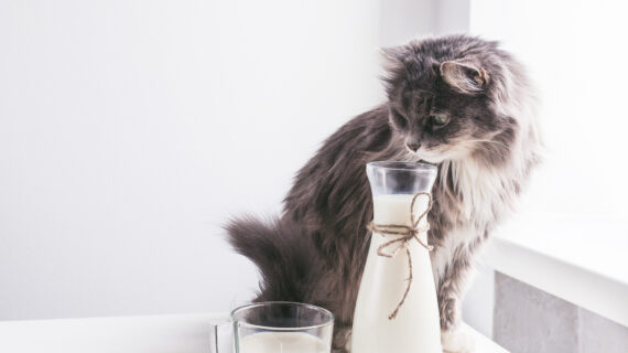 APAKAH KUCING BOLEH MINUM SUSU ?