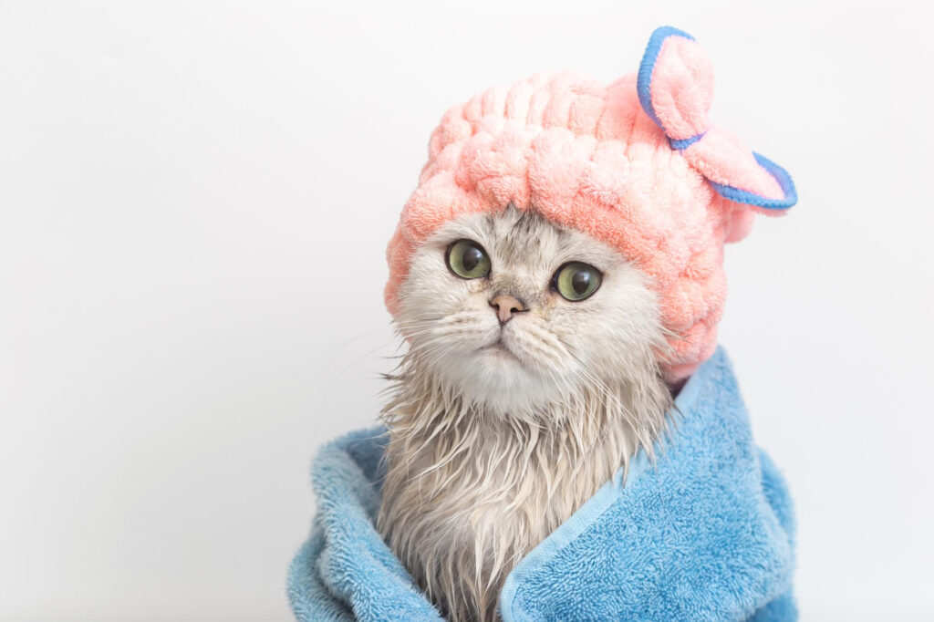 TIPS MEMANDIKAN KUCING