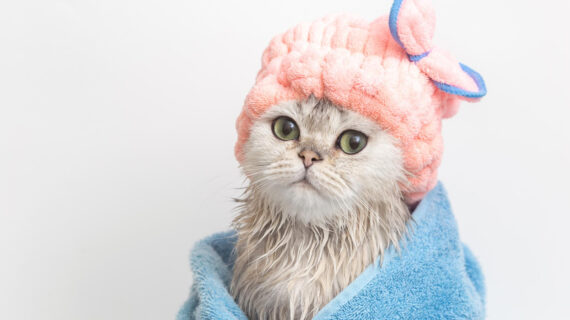 TIPS MEMANDIKAN KUCING