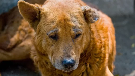 5 FAKTA DEMODEKOSIS YANG PERLU DIKETAHUI