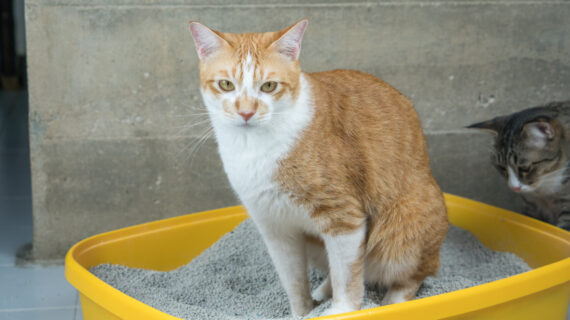 DIARE DI HEWAN KESAYANGAN