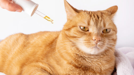 KENAPA OMEGA 3 DAN OMEGA 6 PENTING UNTUK HEWAN?