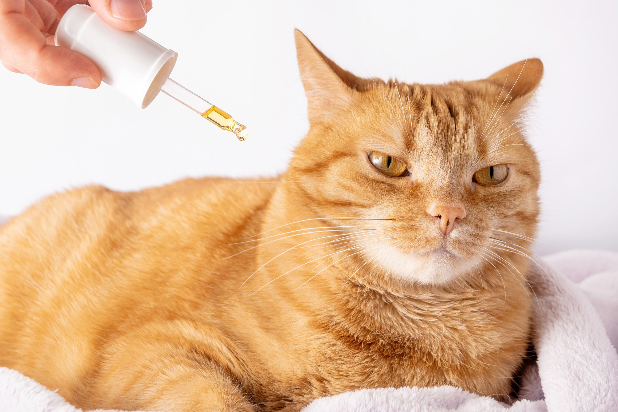 minyak ikan untuk kucing