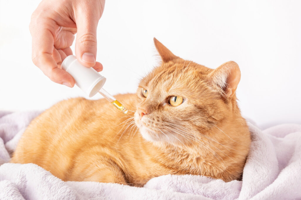 probiotik untuk kucing