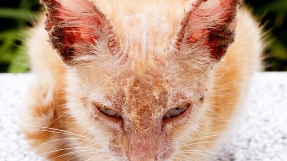 PENGENALAN SCABIES DAN BAHAYANYA