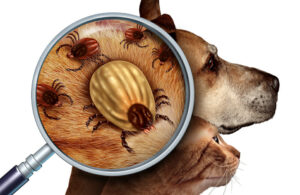 No More “PITES” Caplak !!!!!