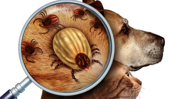 No More “PITES” Caplak !!!!!