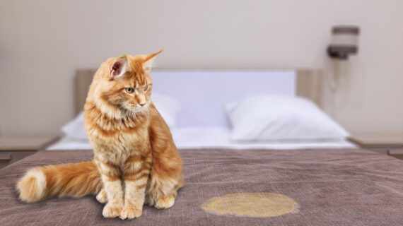 Kenali  Urolithiasis Pada Pet