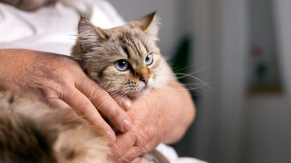 Waspadai Ring Worm pada Hewan Kesayangan