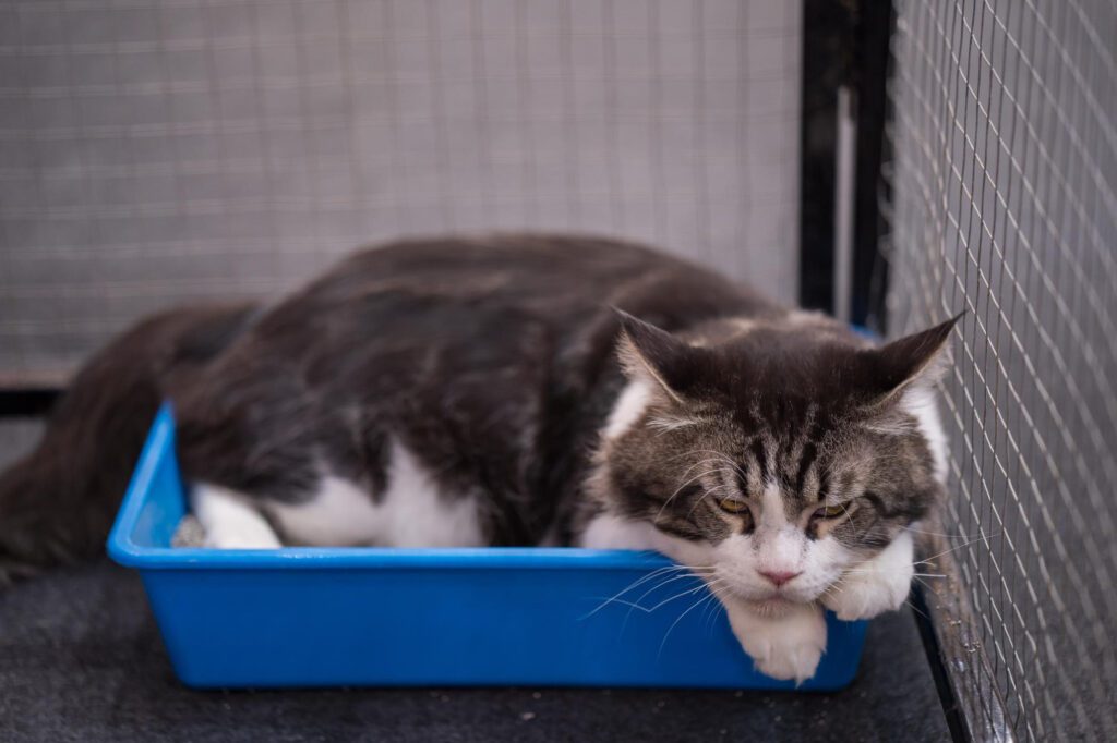 Toxoplasma pada kucing berbahaya bagi manusia?