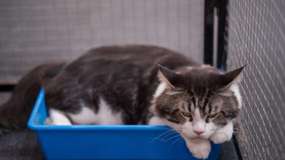 Toxoplasma pada Kucing Berbahaya Bagi Manusia?