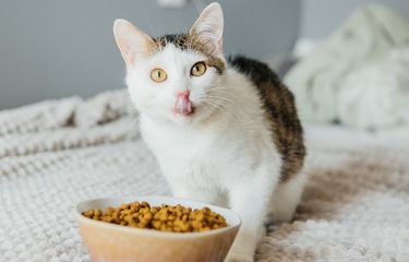 4 Solusi Makanan untuk Kucing yang Sedang Mengalami Diare: Rekomendasi Terpercaya