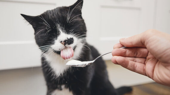 5 Alasan  Mengapa Dokter Hewan Merekomendasikan Probiotik untuk Hewan Peliharaan Kamu