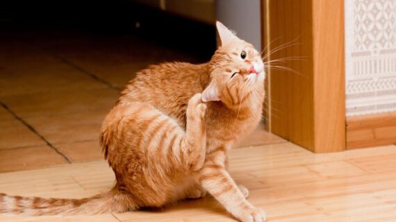 5 Cara Membasmi Kutu Kucing dengan Efektif