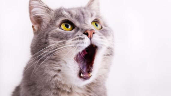 5 Rekomendasi Obat Kutu Kucing dan Anjing, Dijamin Vet Approved