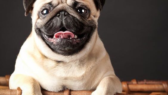 Mengenal 5 Breed Anjing yang Rentan Terkena Masalah Mata