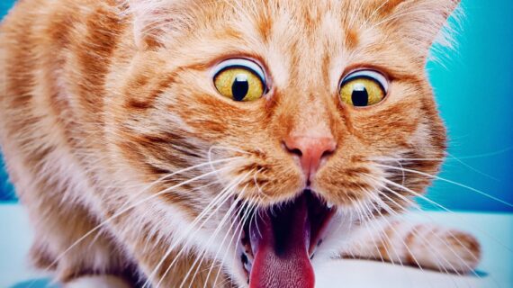 Jenis-jenis dan Penyebab Muntah pada Kucing dan Anjing