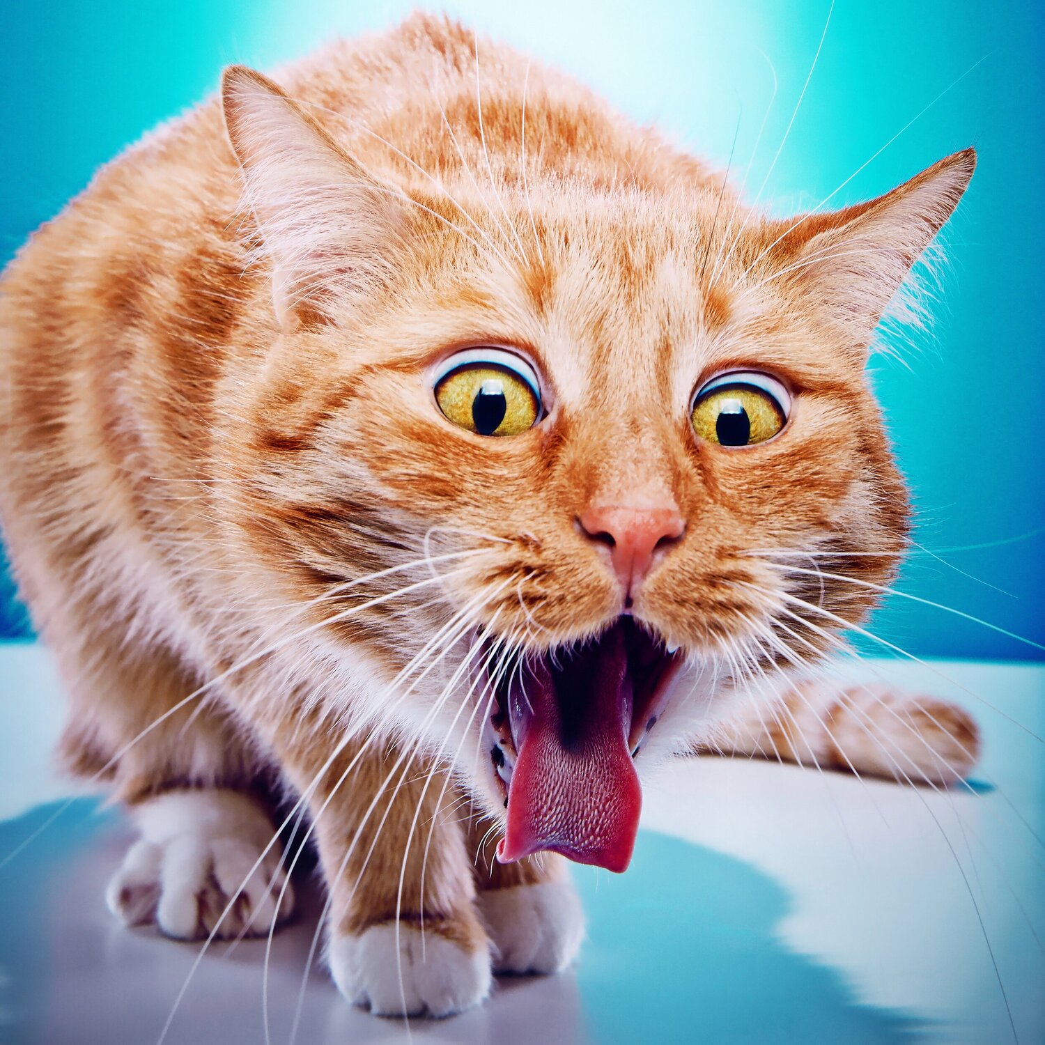 Jenis-jenis dan Penyebab Muntah pada Kucing dan Anjing