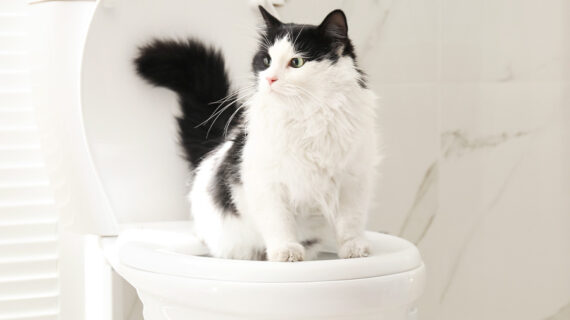 Mengenal Jenis-jenis dan Penyebab Diare pada Anjing dan Kucing: Ketahui Tanda-tanda dan Penanganannya!