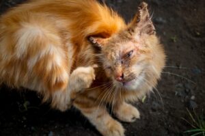 Mengupas Perbedaan Infeksi Scabies dan Jamur pada Kucing