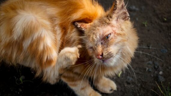 9 Dari 10 Pet Owner Sering Salah Kaprah!!!Mengupas Perbedaan Infeksi Scabies dan Jamur pada Kucing: Mengenali Gejala dan Solusi Terbaik