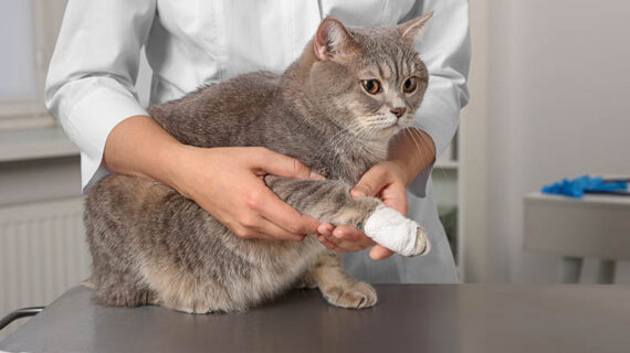 Penanganan Pertama dan Pengobatan Luka pada Hewan Kesayangan: Tips yang Mudah dan Efektif