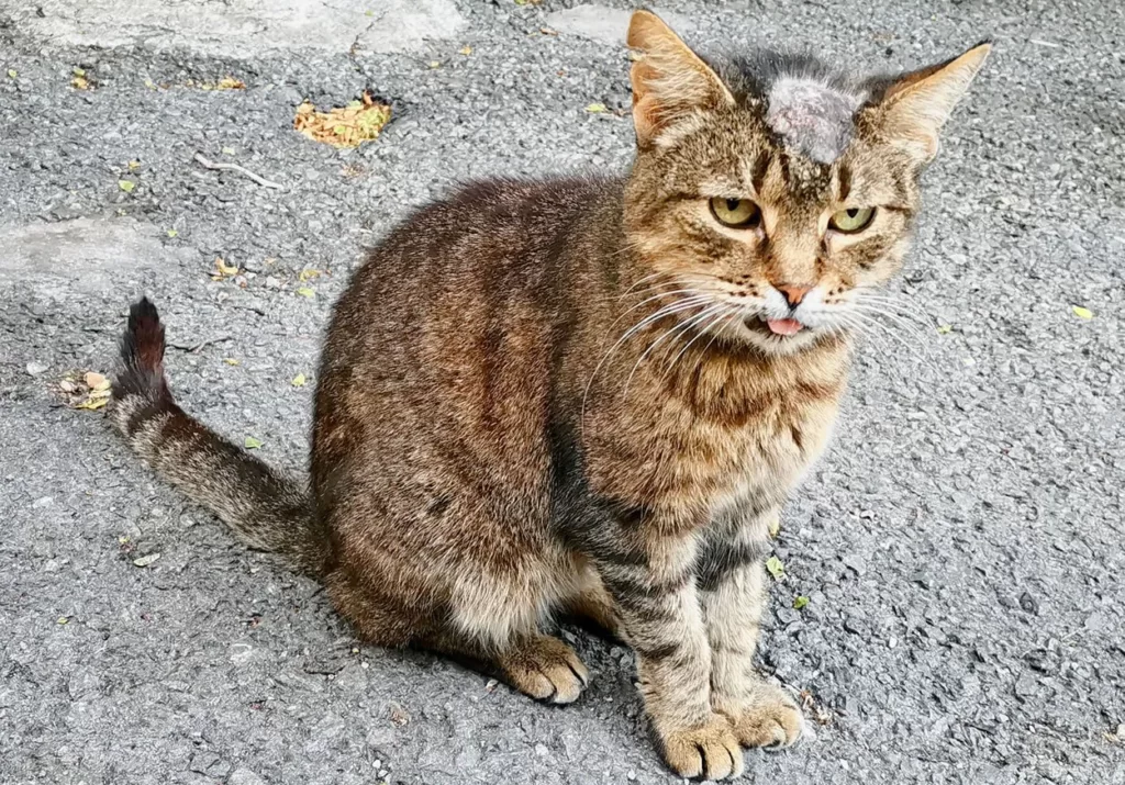 jamur pada kucing