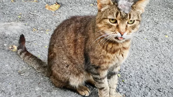 Suntik Jamur! Kesalahan Fatal Pet Owner Ketika Konsultasi ke Dokter Hewan