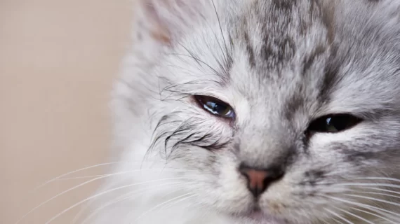 6 Penyebab Mata Berair dan Bengkak pada Kucing