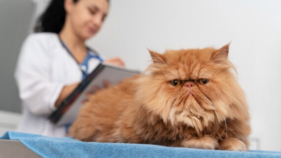 10 Klinik Dokter Hewan Rekomendasi di Jakarta