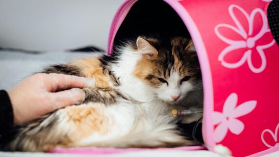 Panduan Lengkap Pencegahan dan Pengobatan Kutu pada Kucing