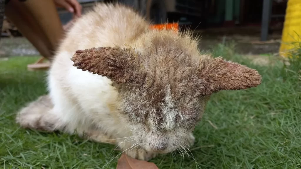 Cara Mengobati Kucing Scabies