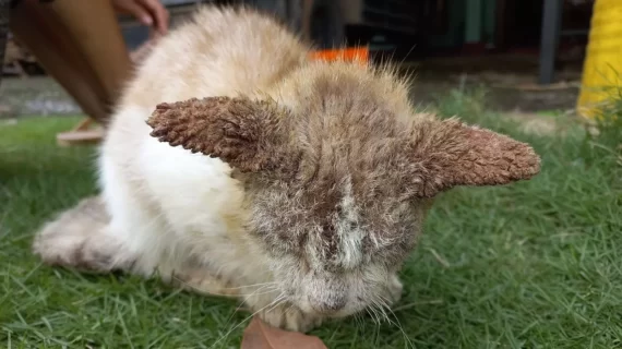 5 Cara Mengobati Kucing Scabies yang Ampuh dan Terbukti: Panduan Lengkap untuk Pemilik Hewan