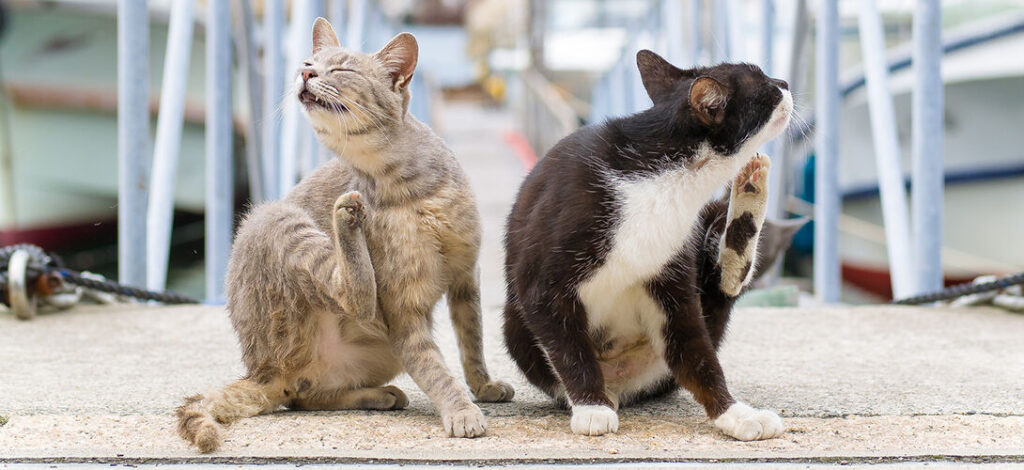 cara mengatasi kucing kutuan