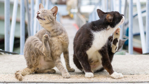 7 Langkah Ampuh Mengatasi Kucing Kutuan: Bebaskan Anabul dari Rasa Gatal dan Resah